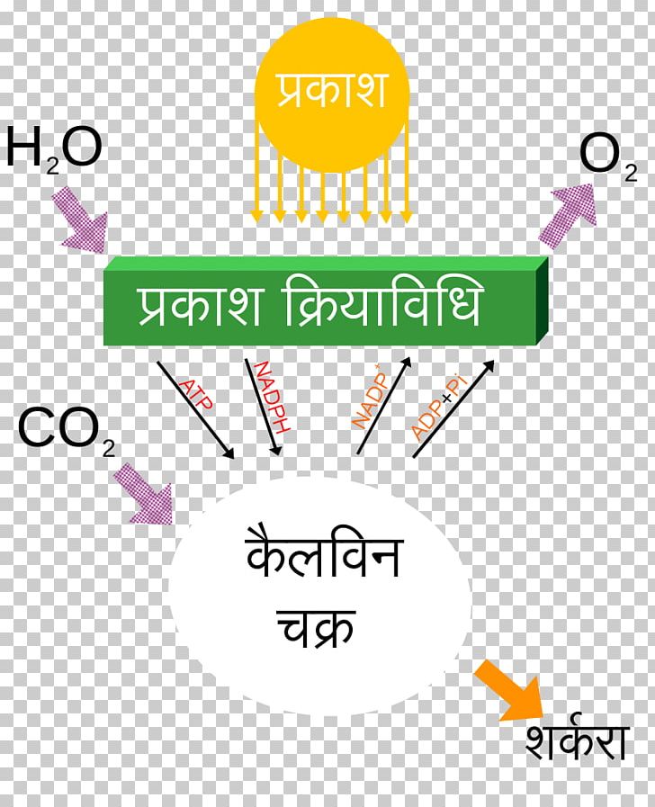 Light Photosynthesis Cellular Respiration Biology PNG, Clipart, Angle, Area, Biology, Brand, Calvin Cycle Free PNG Download