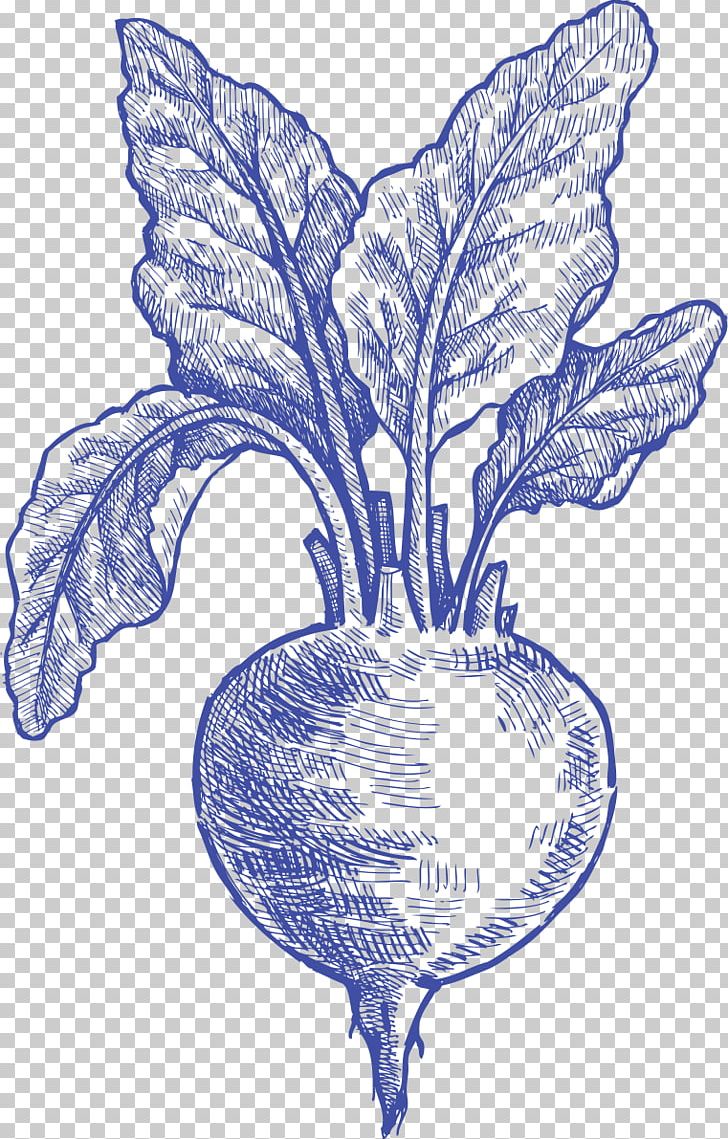 Vegetable Drawing /m/02csf Flowering Plant PNG, Clipart, Black And White, Common Beet, Drawing, Flora, Flower Free PNG Download
