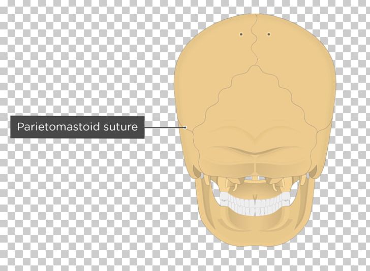 Skull Nuchal Lines Occipitomastoid Suture Nuchal Ligament Sphenoid Bone PNG, Clipart, Anatomy, Bone, Ear, Face, Fantasy Free PNG Download