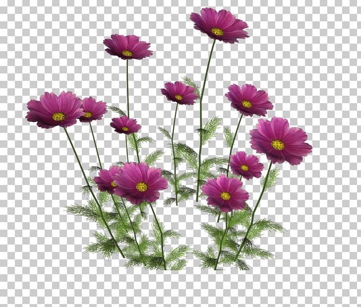 Flower La Toscana PNG, Clipart, Annual Plant, Aster, Bud, Chrysanths, Cosmos Free PNG Download