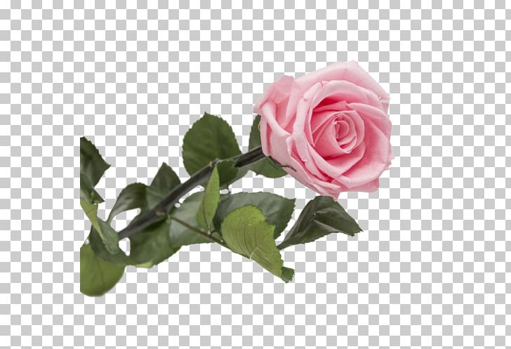 Garden Roses Centifolia Roses Floribunda Cut Flowers PNG, Clipart, Artificial Flower, Centifolia Roses, Cut Flowers, Floral Design, Floribunda Free PNG Download