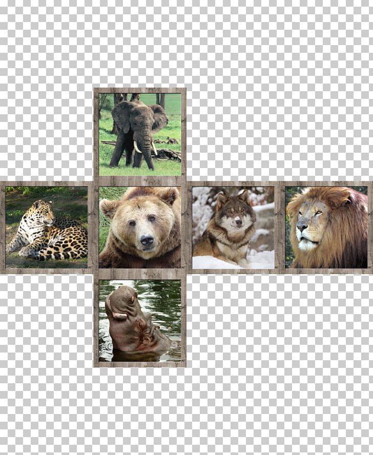 Lion Wildlife Cat V-Cube 7 PNG, Clipart,  Free PNG Download
