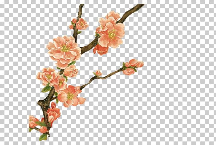 Flower PNG, Clipart, Blossom, Branch, Cherry Blossom, Computer Icons, Cut Flowers Free PNG Download