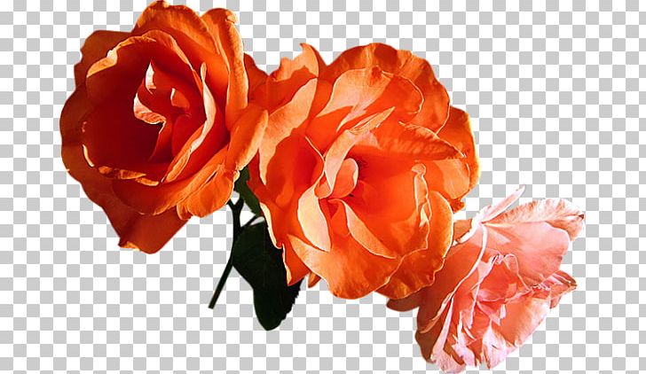 Garden Roses Flower Bouquet PNG, Clipart, Animation, Blog, Cari, Centerblog, Cicek Resimleri Free PNG Download