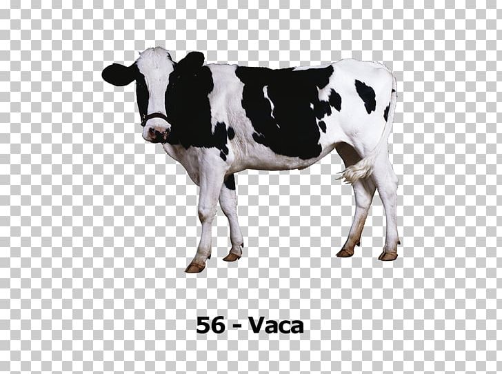 Holstein Friesian Cattle Milk Calf Murray Grey Cattle Ox PNG, Clipart, Animal Figure, Calf, Cattle, Cattle Like Mammal, Cow Goat Family Free PNG Download