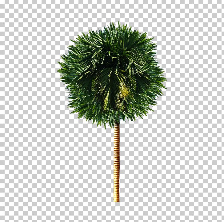 Tree Computer File PNG, Clipart, Arecales, Borassus Flabellifer, Branch, Brush, Castle Free PNG Download