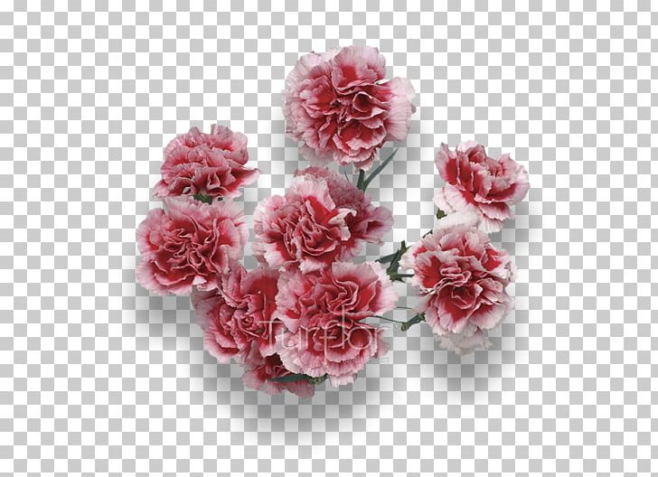 Turflor Cut Flowers Carnation Garden Roses PNG, Clipart, Artificial Flower, Carnation, Centifolia Roses, Colombia, Cut Flowers Free PNG Download