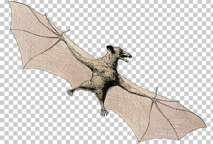 Bat Flying Foxes Animal Bee PNG, Clipart, Animal, Animals, App, Bat, Bee Free PNG Download