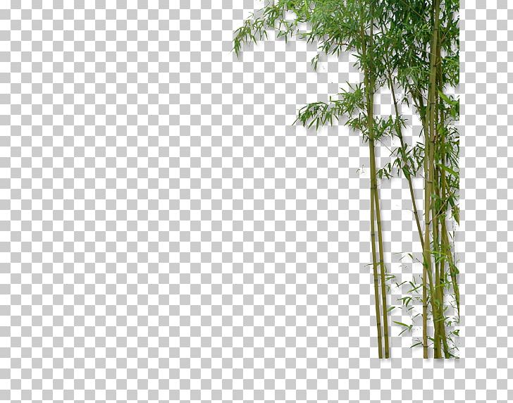 China Bamboo Plant PNG, Clipart, Angle, Bamboo, Bamboo Border, Bamboo Frame, Bamboo Leaf Free PNG Download