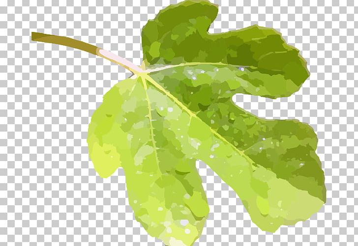 Fig Leaf Common Fig PNG, Clipart, Clip Art, Common Fig, Drawing, Fig Leaf, Herb Free PNG Download