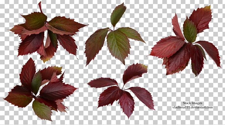 Maple Leaf Petal Plant .by PNG, Clipart, 22 September, Adobe Systems, Autumn, Autumn Leaves, Branch Free PNG Download