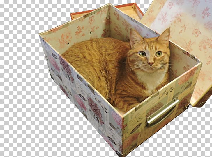Whiskers Kitten Tabby Cat PNG, Clipart, Box, Carnivoran, Cat, Cat Like Mammal, Cat Supply Free PNG Download