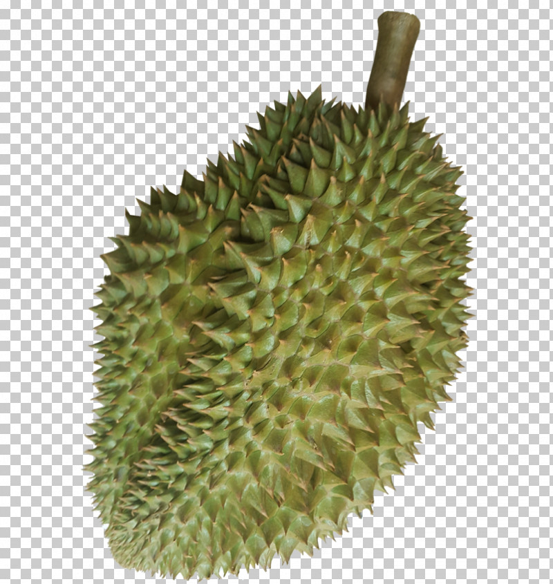 Durian Fruit Plant Food West Indian Gherkin PNG, Clipart, Artocarpus, Durian, Food, Fruit, Grass Free PNG Download