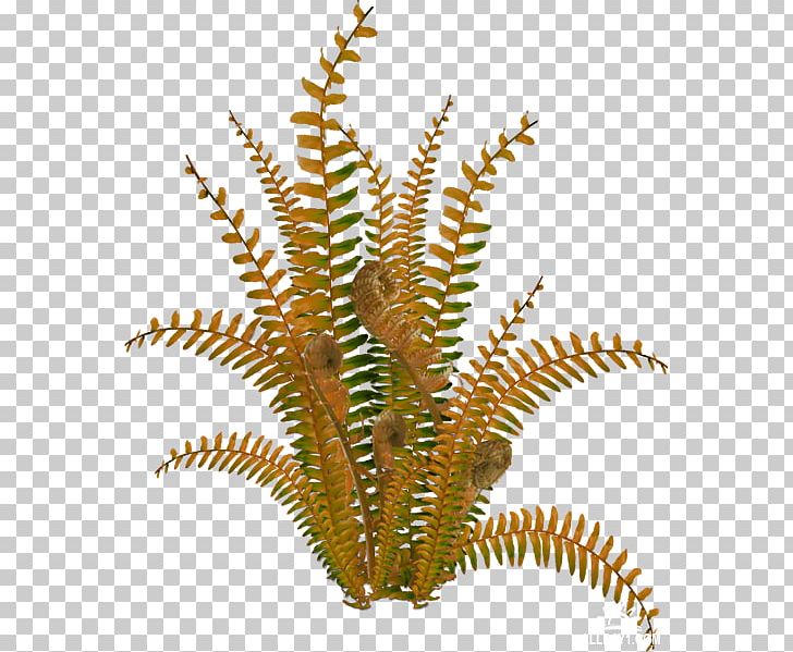 Plant Stem Digital PNG, Clipart, Agac, Aquarium Decor, Cimen Resimleri, Digital Image, Encapsulated Postscript Free PNG Download