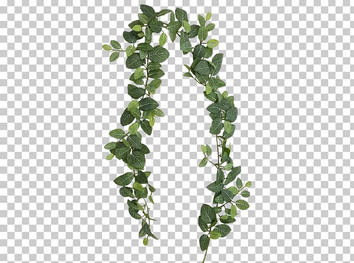 Plant Stem Leaf Branching PNG, Clipart, Branch, Branching, Fittonia, Ivy, Leaf Free PNG Download