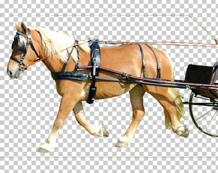 Shetland Pony Horse Harnesses Combined Driving Breastplate PNG, Clipart, Brancard, Breastplate, Bridle, Carriage, Cart Free PNG Download