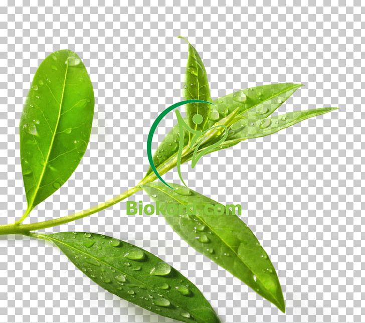Tea Tree Oil Green Tea Tea Plant Essential Oil PNG, Clipart, Acne, Adobe Stock, Aromatherapy, Essential Oil, Food Drinks Free PNG Download