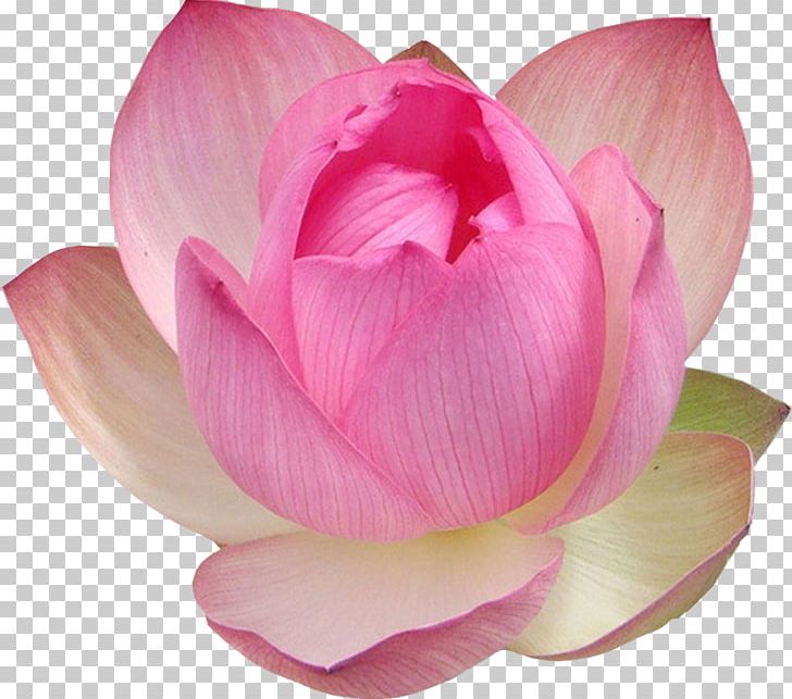 Nelumbo Nucifera Water Lily PNG, Clipart, Aquatic Plant, Bud, Cdr, Clip Art, Computer Icons Free PNG Download