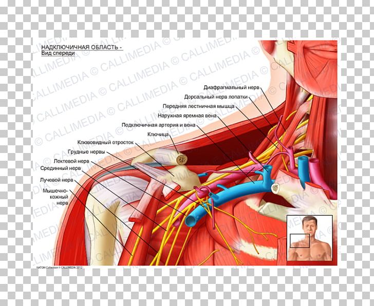 Supraclavicular Fossa Supraclavicular Lymph Nodes Anatomy Subclavian ...