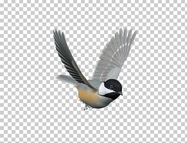 Bird Control Spike Columbidae Domestic Pigeon Kuruca PNG, Clipart, Animals, Beak, Bird, Bird Cage, Bird Control Free PNG Download