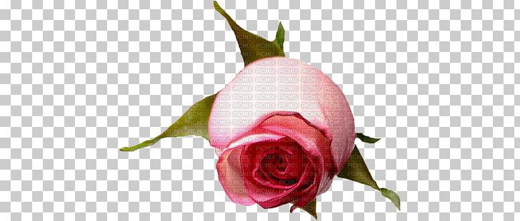 Garden Roses Centifolia Roses Flower PNG, Clipart, Beach Rose, Bud, Centifolia Roses, Cut Flowers, Floribunda Free PNG Download