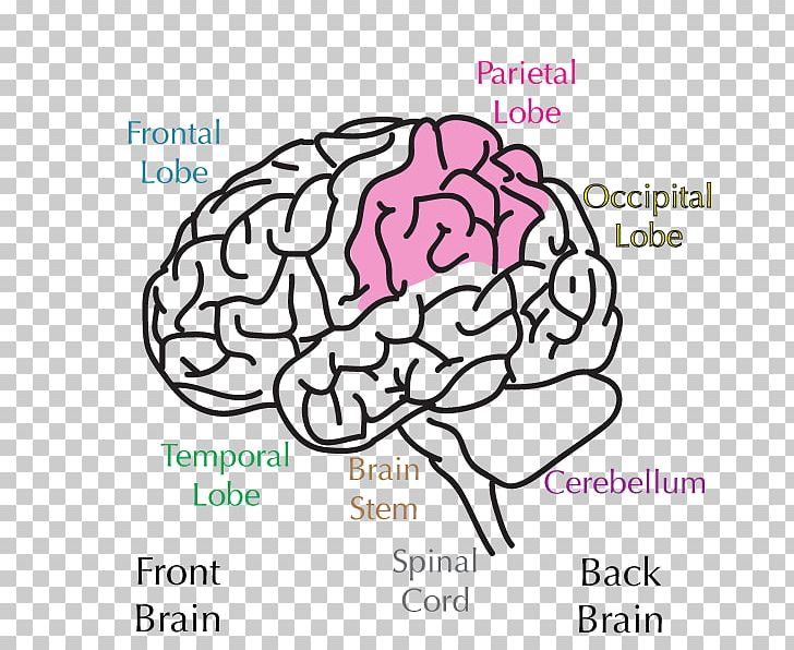 Lobes Of The Brain Parietal Lobe Parietal Bone Frontal Lobe PNG, Clipart, Area, Brain, Cerebral Hemisphere, Cerebrum, Coconut Milk Powder Free PNG Download