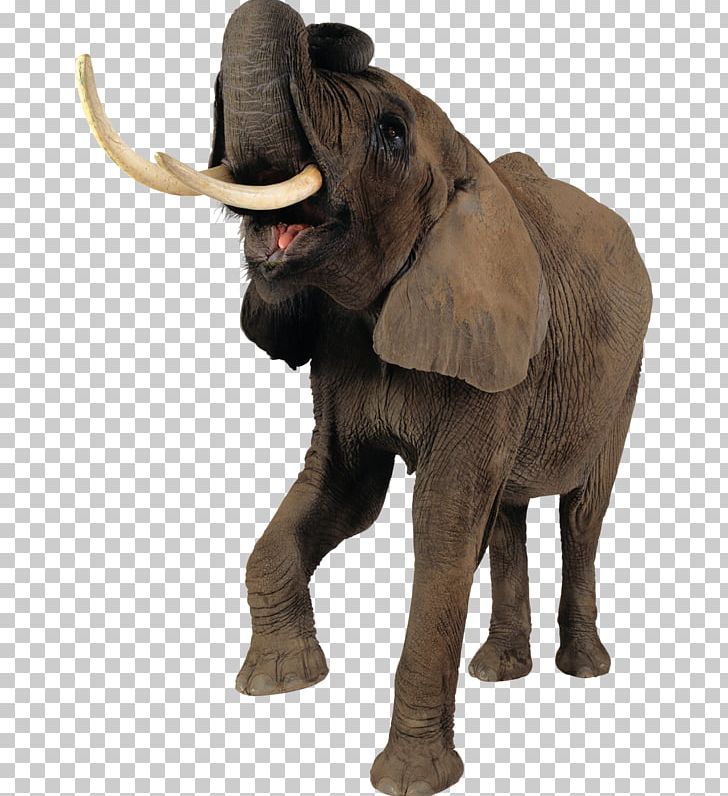 Asian Elephant African Bush Elephant African Forest Elephant PNG, Clipart, African, African Bush Elephant, African Forest Elephant, Animals, Asian Elephant Free PNG Download