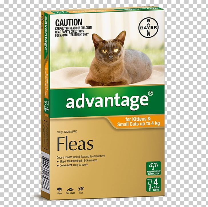 Cat Kitten Flea Treatments Dog Pet PNG, Clipart, Advantage, Animal, Animals, Big Cat, Biological Life Cycle Free PNG Download