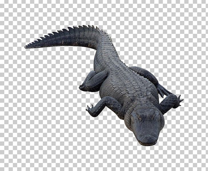 Crocodile Alligator Reptile PNG, Clipart, Alligator, Animal Figure, Animals, Animaux, Crocodile Free PNG Download