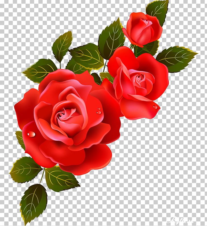 Garden Roses Information Flower PNG, Clipart, China Rose, Cut Flowers, Damask Rose, Digital Image, Floribunda Free PNG Download