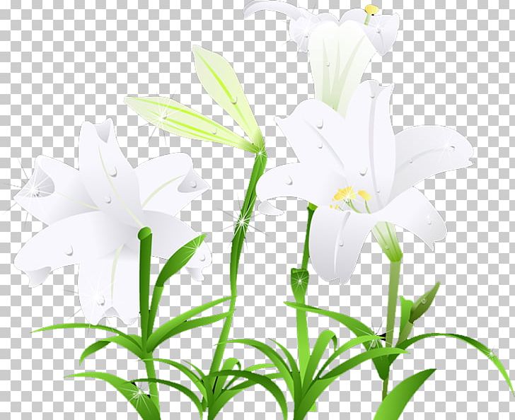 White Leaf Computer PNG, Clipart, Black And White, Branch, Calla Lily, Computer, Computer Wallpaper Free PNG Download