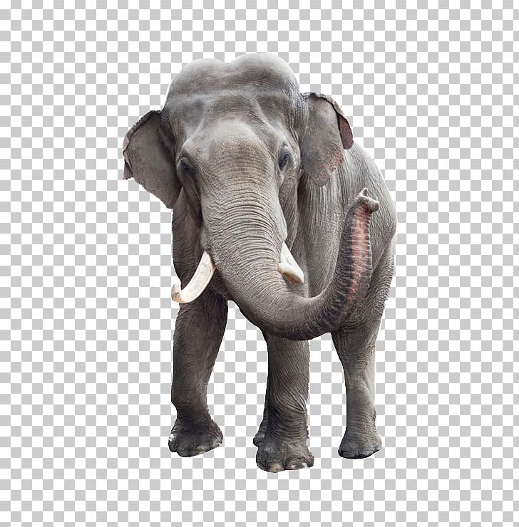 African Bush Elephant Indian Elephant Stock Photography Elephant Head Lodge PNG, Clipart, African Bush Elephant, African Elephant, Animal, Animals, Asian Elephant Free PNG Download
