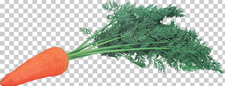 Carrot Leaf Vegetable Herb Natural Foods PNG, Clipart, Abgoals, Bikini, Carrot, Computer Icons, Digital Image Free PNG Download