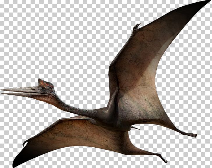Quetzalcoatlus Pterosaurs Pteranodon Flight Late Cretaceous PNG, Clipart, Age Of Dinosaurs, Azhdarchidae, Dinosaur, Dinosaurs, Flight Free PNG Download