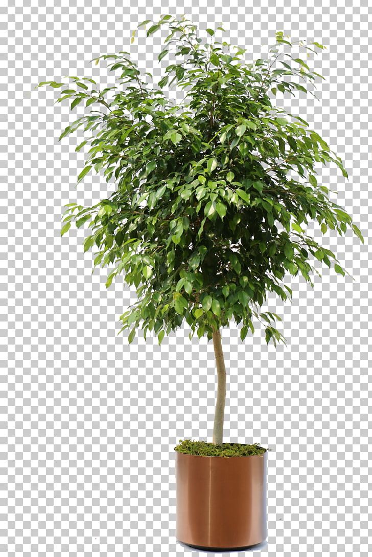 Weeping Fig Ficus Retusa Ficus Microcarpa Houseplant PNG, Clipart, Banyan, Bonsai, Crassula Arborescens, Evergreen, Ficus Microcarpa Free PNG Download