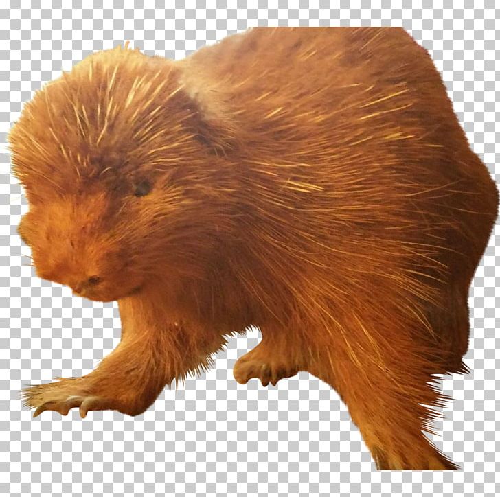 Beaver Fur Terrestrial Animal Snout PNG, Clipart, Animal, Animals, Antique, Beaver, Dovetail Free PNG Download
