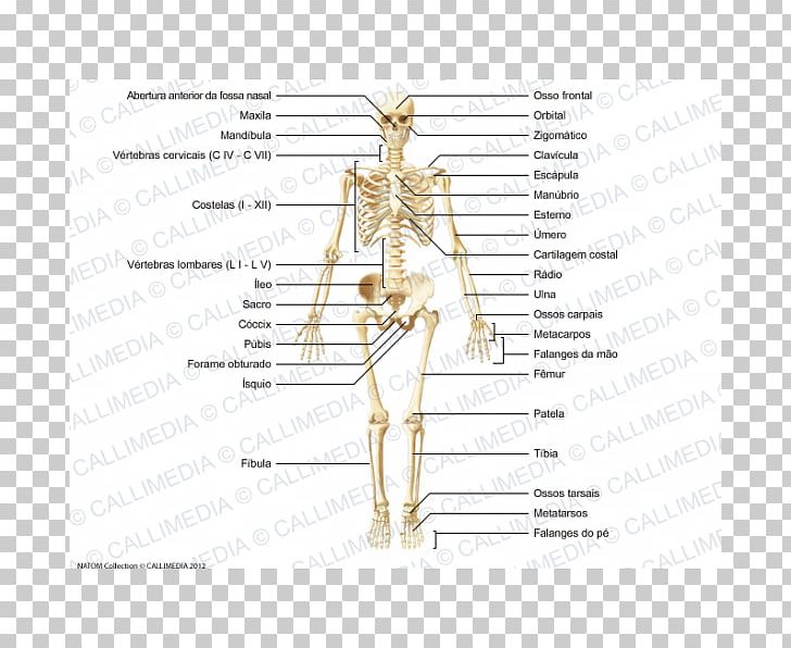 Homo Sapiens Muscle Bone Human Skeleton Human Body PNG, Clipart, Anatomy, Angle, Area, Arm, Body Free PNG Download