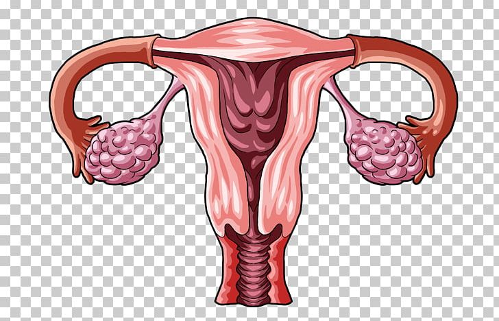 Ovarian Cyst Ovary Ovarian Apoplexy Corpus Luteum PNG, Clipart, Corpus Luteum, Credential, Cyst, Disease, Flesh Free PNG Download