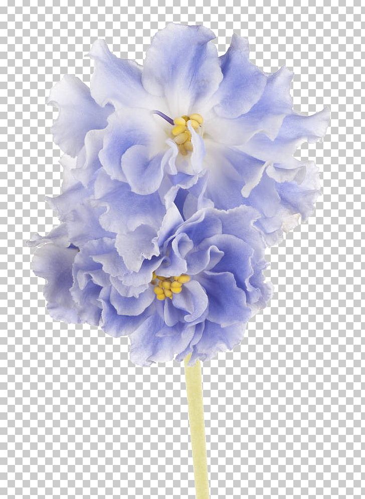 Blue African Violet Drawing PNG, Clipart, African Violet, African Violets, Blue, Cornales, Cut Flowers Free PNG Download