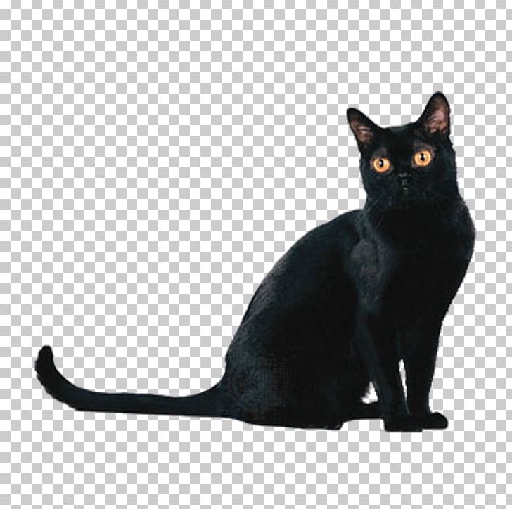 Bombay Cat American Shorthair British Shorthair Persian Cat Burmese Cat PNG, Clipart, Animal, Animals, Asian, Black, Black Hair Free PNG Download