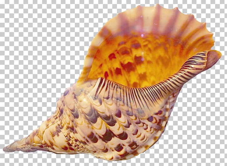 Seashell High-definition Television Desktop 1080p Display Resolution PNG, Clipart, 720p, 1080p, Animals, Beach, Clams Oysters Mussels And Scallops Free PNG Download