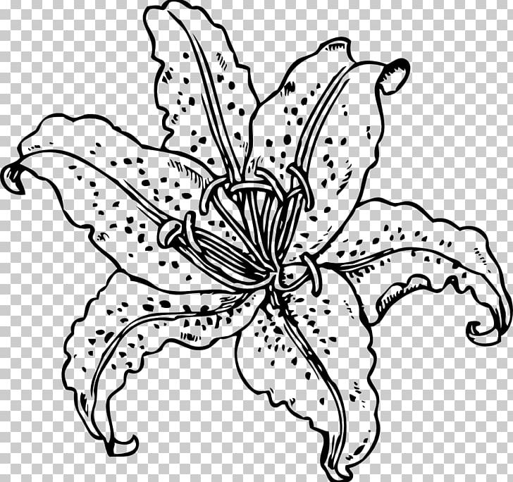 Lilium 'Stargazer' Easter Lily Tiger Lily PNG, Clipart, Artwork, Drawing Flower, Flower, Leaf, Lilium Free PNG Download