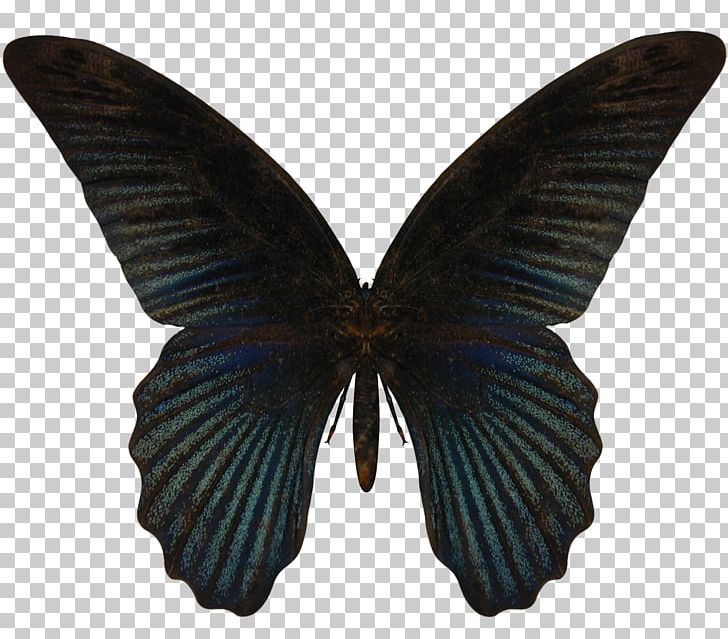 Swallowtail Butterfly Photography Pachliopta Aristolochiae PNG, Clipart, Butterfly, Butterfly Net, Download, Dragonfly, Insect Free PNG Download