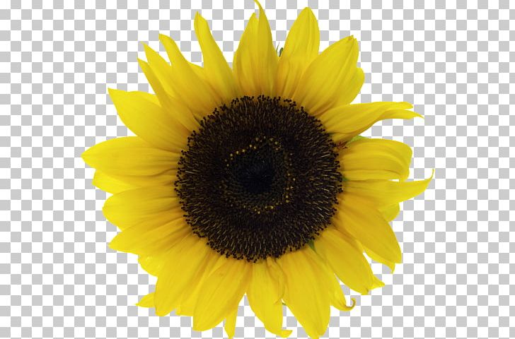Common Sunflower Vase With Fifteen Sunflowers PNG, Clipart, Common Sunflower, Daisy Family, Desktop Wallpaper, Drawing, Flower Free PNG Download