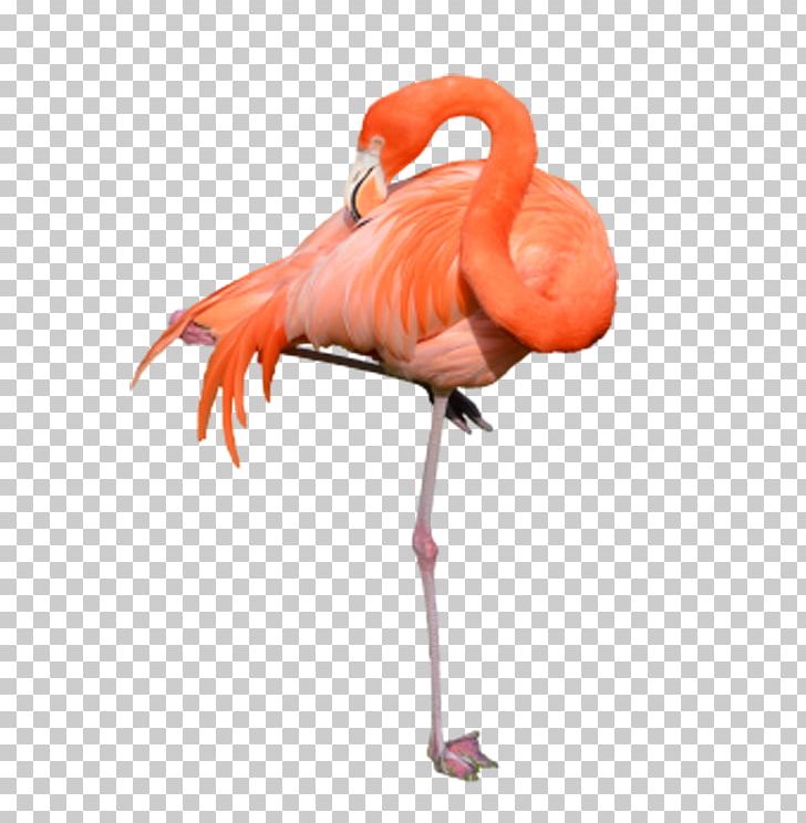 Flamingo PNG, Clipart, Animals, Beak, Bird, Cleanup, Clip Art Free PNG Download