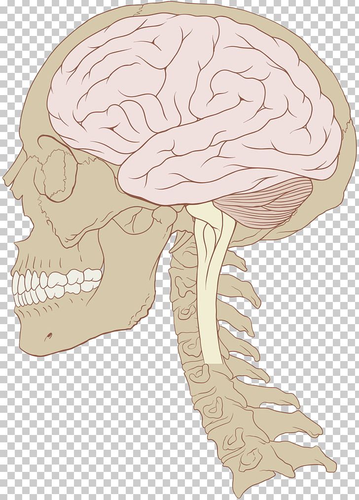 Human Brain Skull Nervous System Brain Size PNG, Clipart, Anatomy, Bone, Brain, Brain Injury, Brain Size Free PNG Download