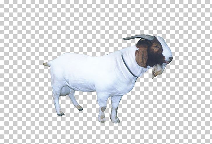 Sheep Goat Livestock PNG, Clipart, Animals, Cartoon Goat, Cattle Like Mammal, Cow Goat Family, Creative Free PNG Download