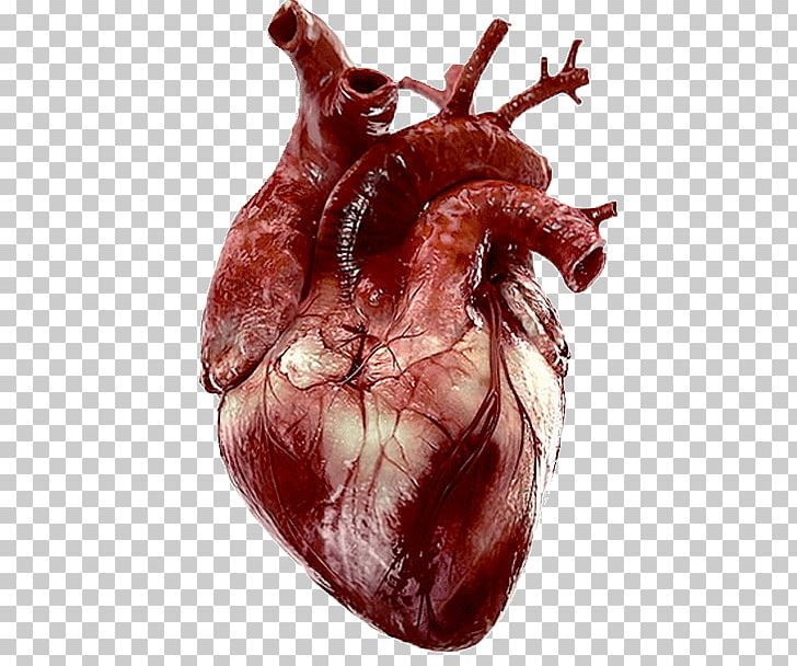 Tenor Heart Human Anatomy PNG, Clipart, Anatomy, Animal Source Foods, Circulatory System, Drawing, Flesh Free PNG Download