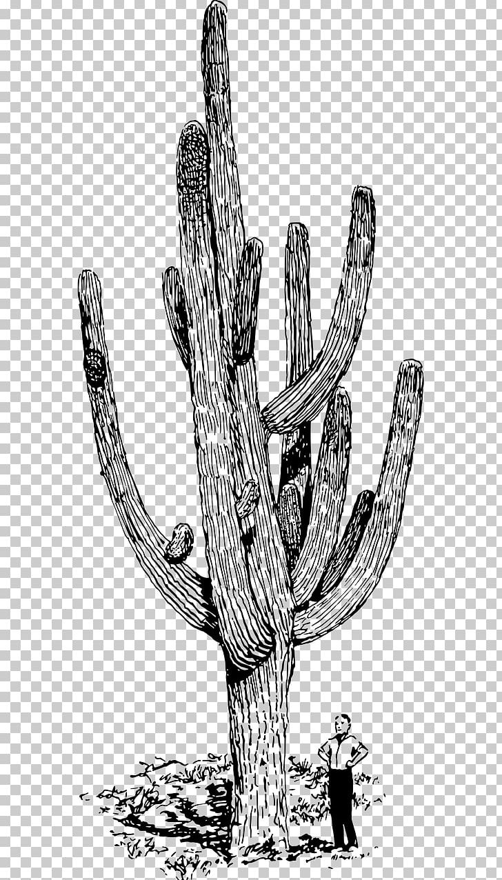 Cactaceae Succulent Plant Mexican Giant Cactus PNG, Clipart, Black And White, Branch, Cactaceae, Cactus, Caryophyllales Free PNG Download