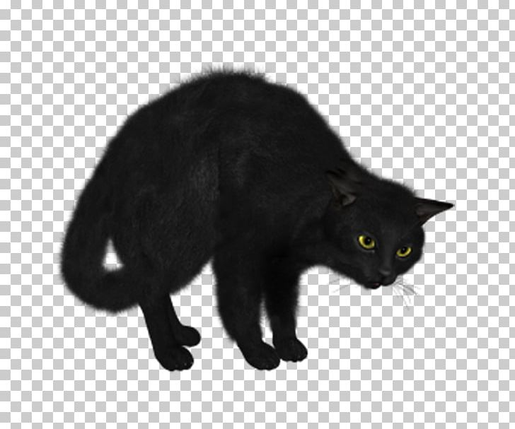 Norwegian Forest Cat Kitten Black Cat PNG, Clipart, Animals, Asian Semi Longhair, Background Black, Black, Black Background Free PNG Download
